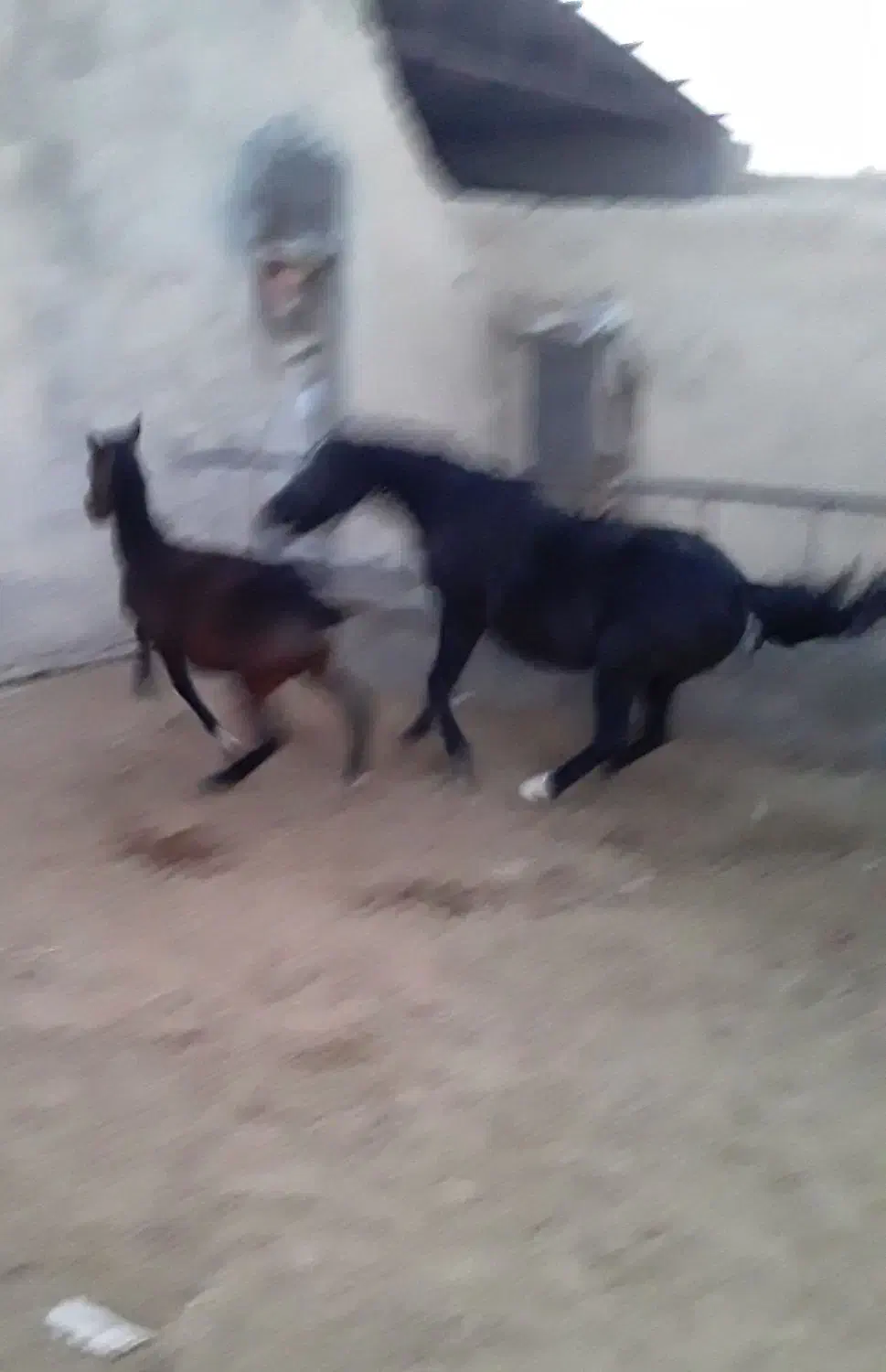 مادیان مشکی شکم طلا|اسب و تجهیزات اسبسواری|فرمهین, |دیوار