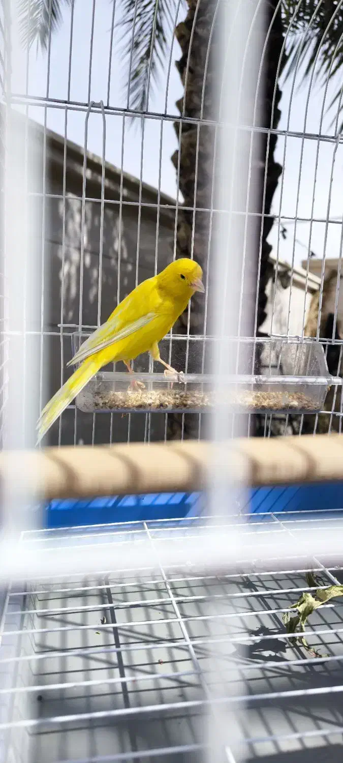 قناری نر سوپر|پرنده|سوسنگرد, |دیوار