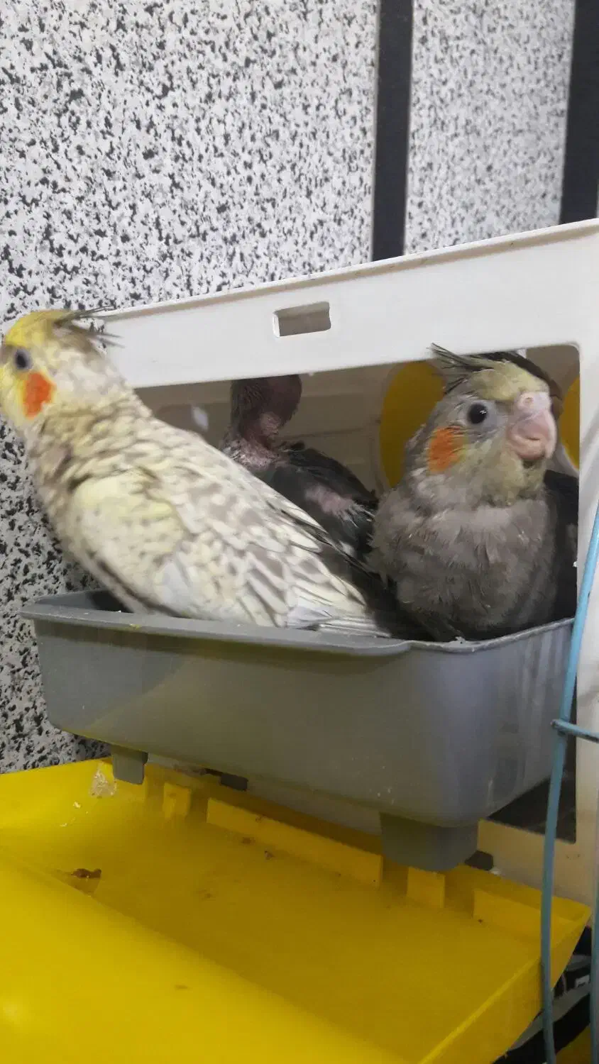 فروش عروس هلندی|پرنده|سنندج, |دیوار