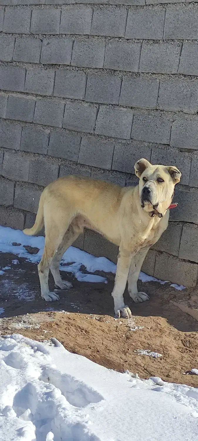 سگ گمشده|حیوانات|بوژگان, |دیوار