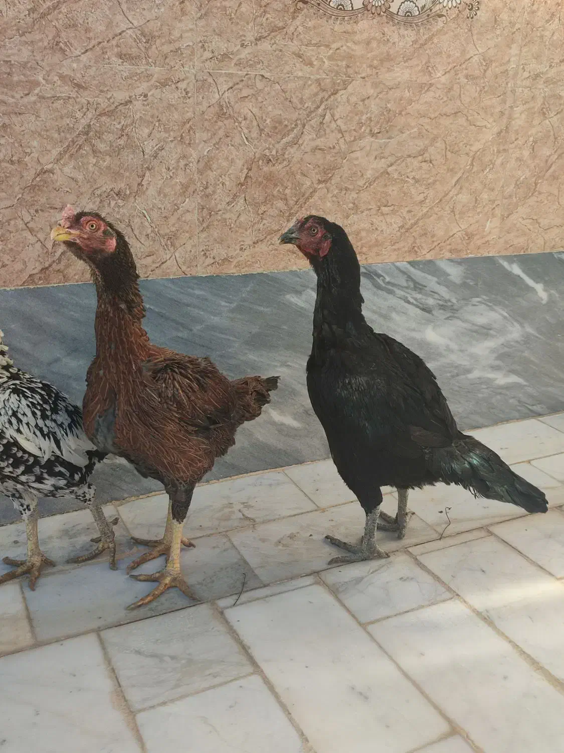 مرغ نسل دار|حیوانات مزرعه|سراوان, |دیوار