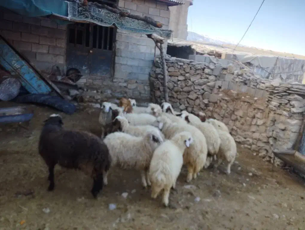 فروش ۱۳عددکاور بیشتر شون نرهستن|حیوانات مزرعه|بدره, |دیوار