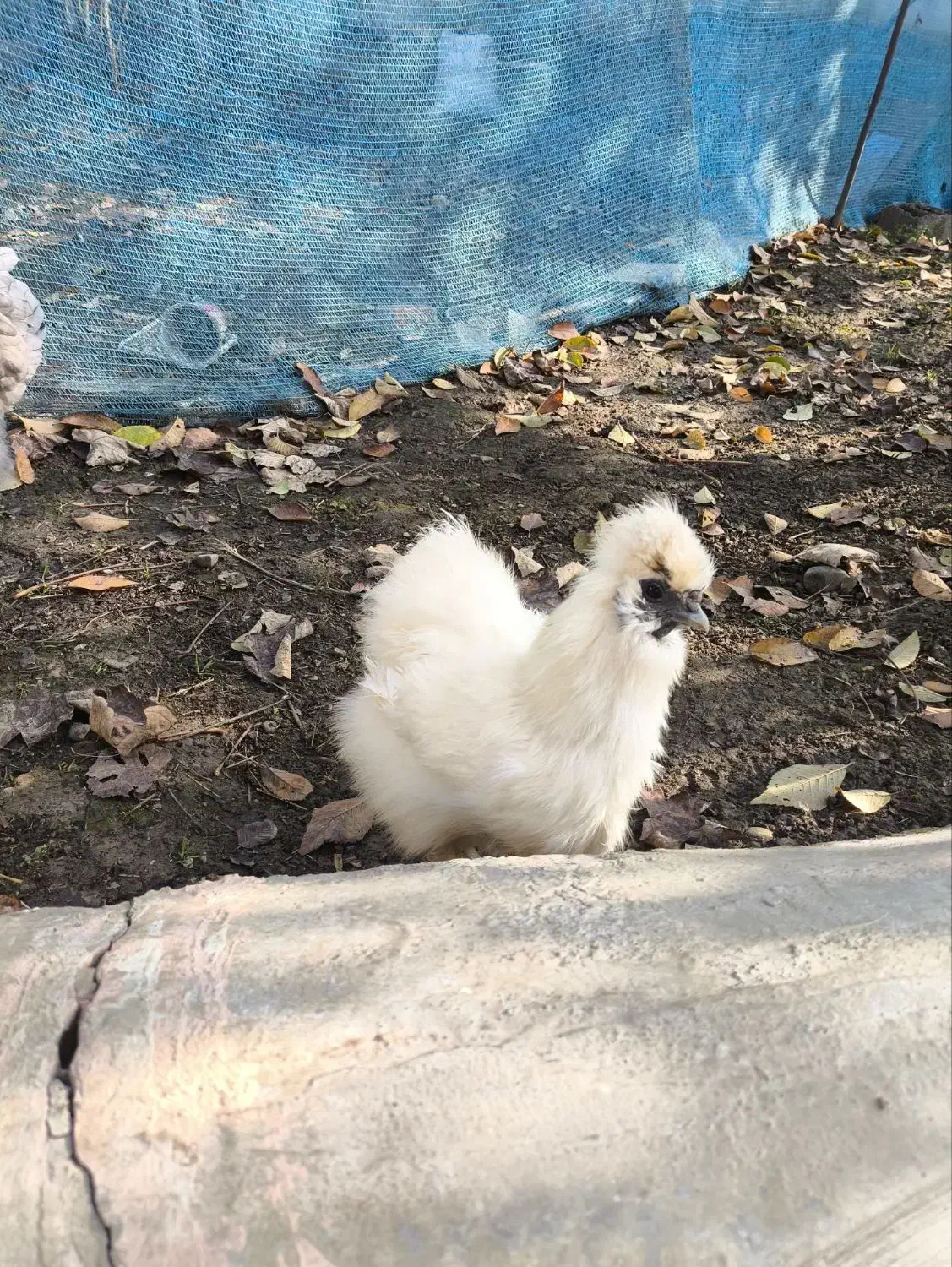 مرغ زینتی|حیوانات مزرعه|لاهیجان, قیام|دیوار