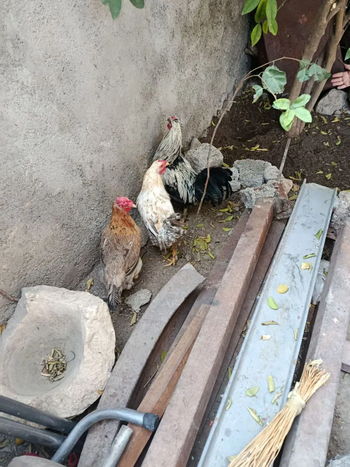 فروش مرغ وخروس|حیوانات مزرعه|باشت, |دیوار