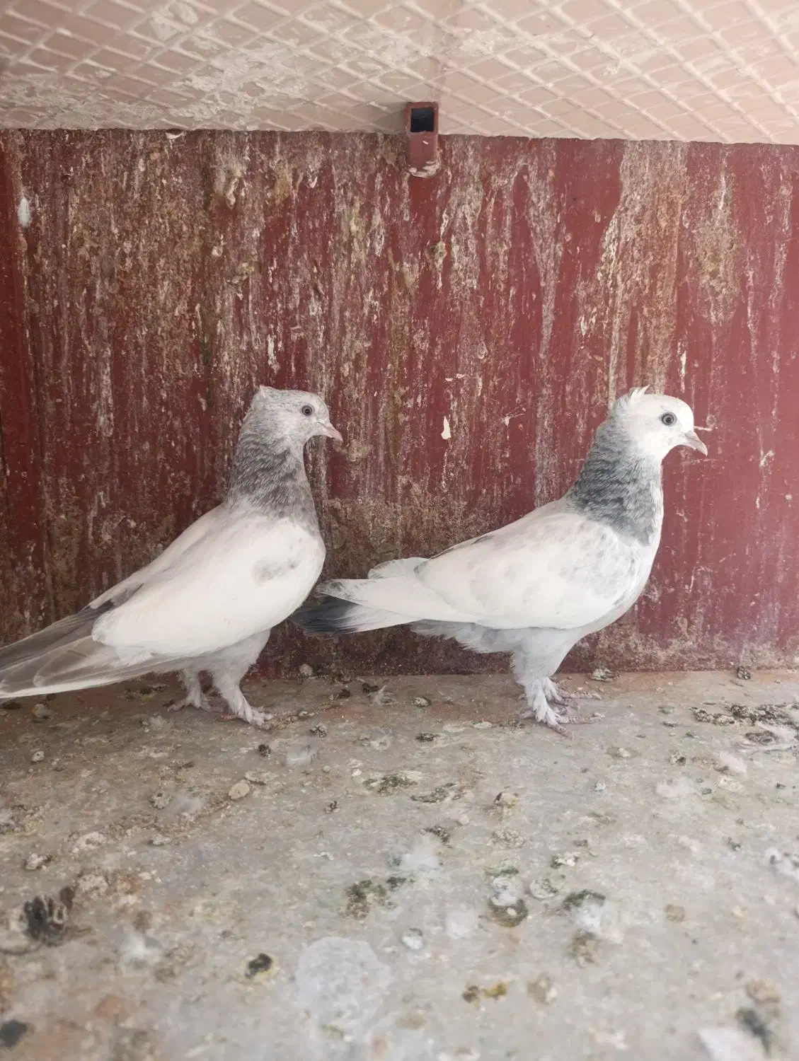 کفتر کبوتر سینه طوقی کله ای پلاکی دمسفید دوکت|پرنده|شیراز, رکن‌آباد|دیوار