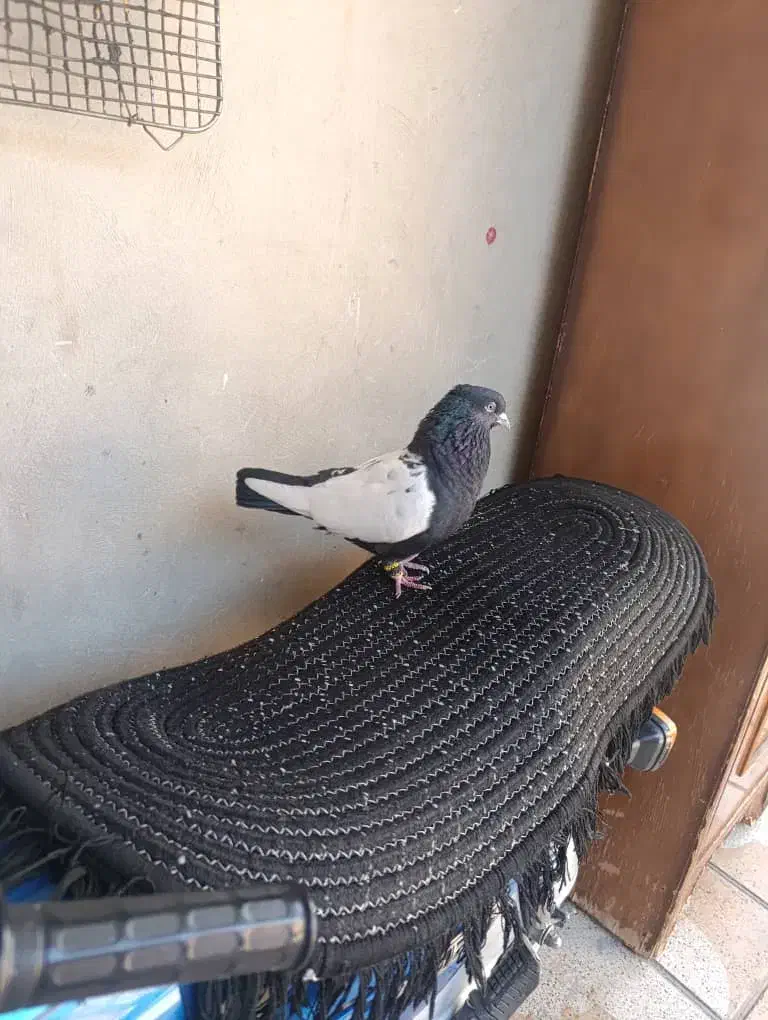 کفتر سینه سیاه|پرنده|جهرم, |دیوار