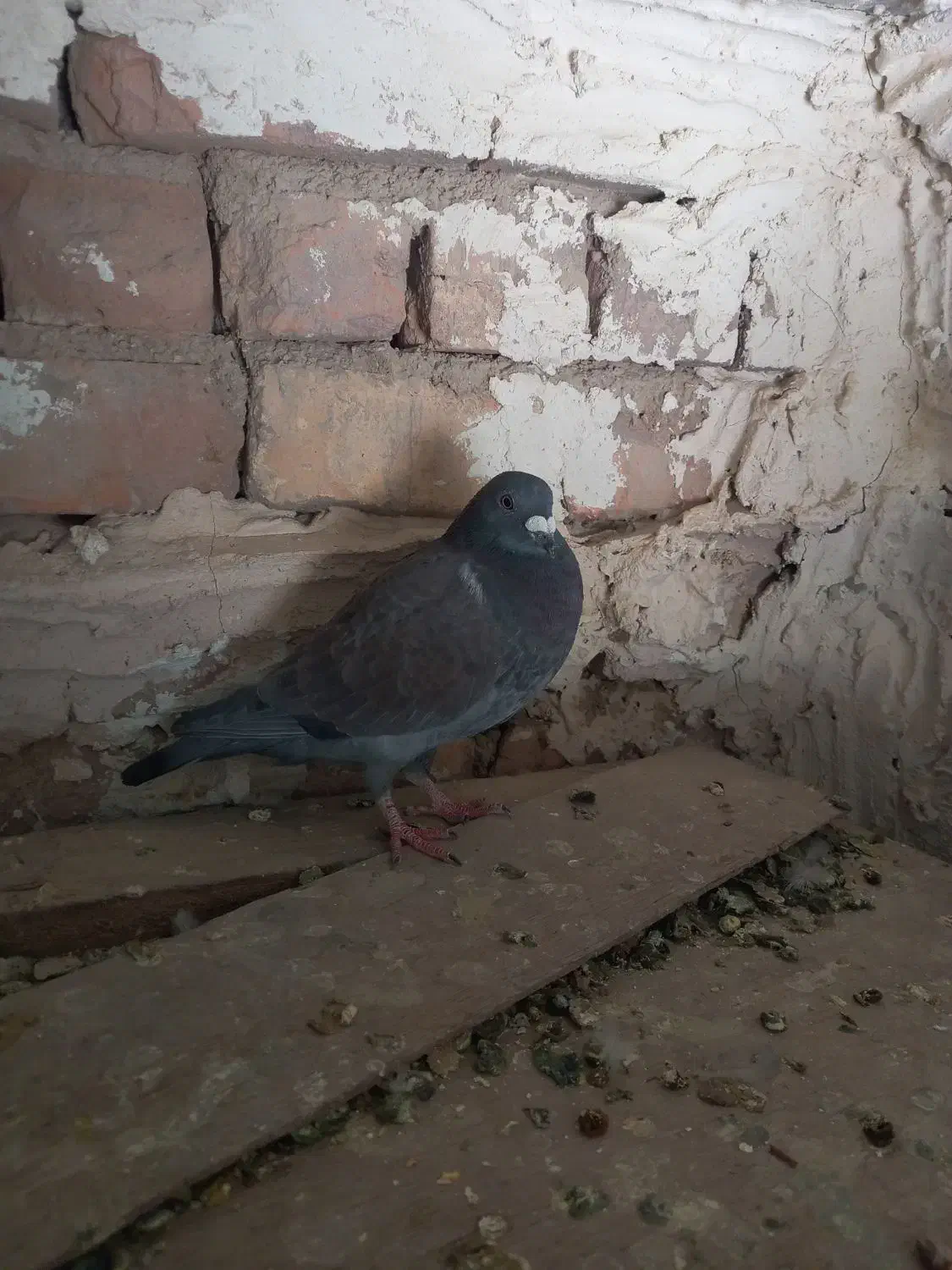 دوتا پلاکی هنوز یکی الا دوتا دیگه تا سر بندهوای|پرنده|مرودشت, کناره|دیوار