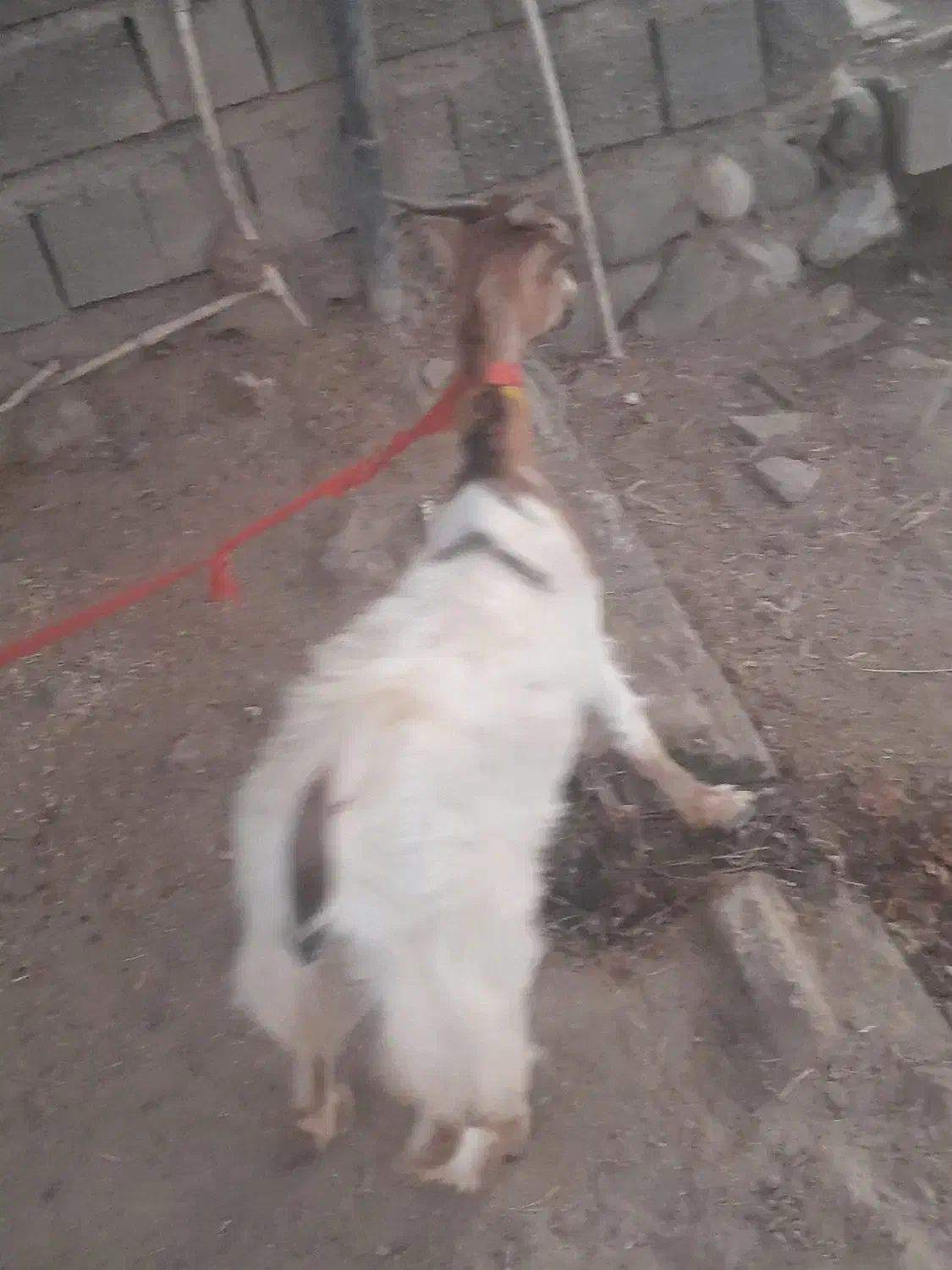 ۳ عدد بز فروش میرسد|حیوانات مزرعه|میناب, |دیوار