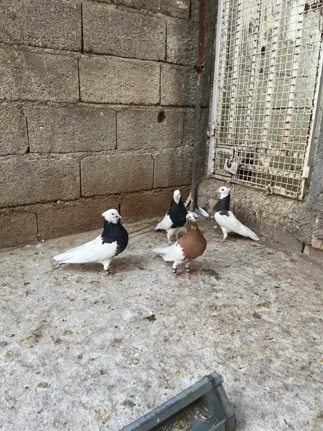 طوق|پرنده|شیراز, آزادگان|دیوار