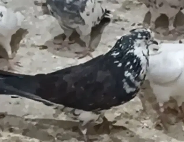 کفتر تهرانی|پرنده|کرج, حصارک پایین|دیوار