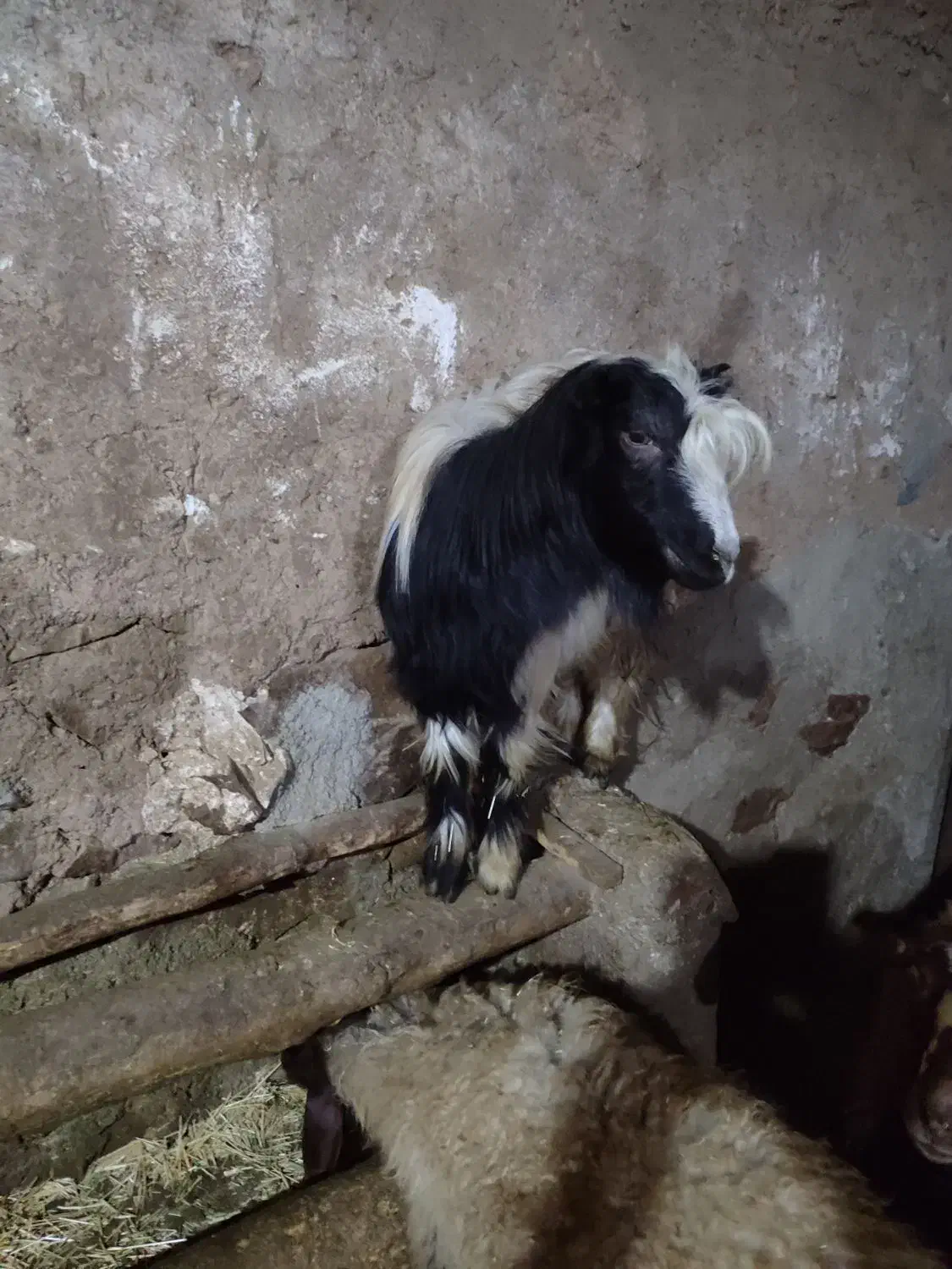 بز با برغاله|حیوانات مزرعه|دهگلان, |دیوار