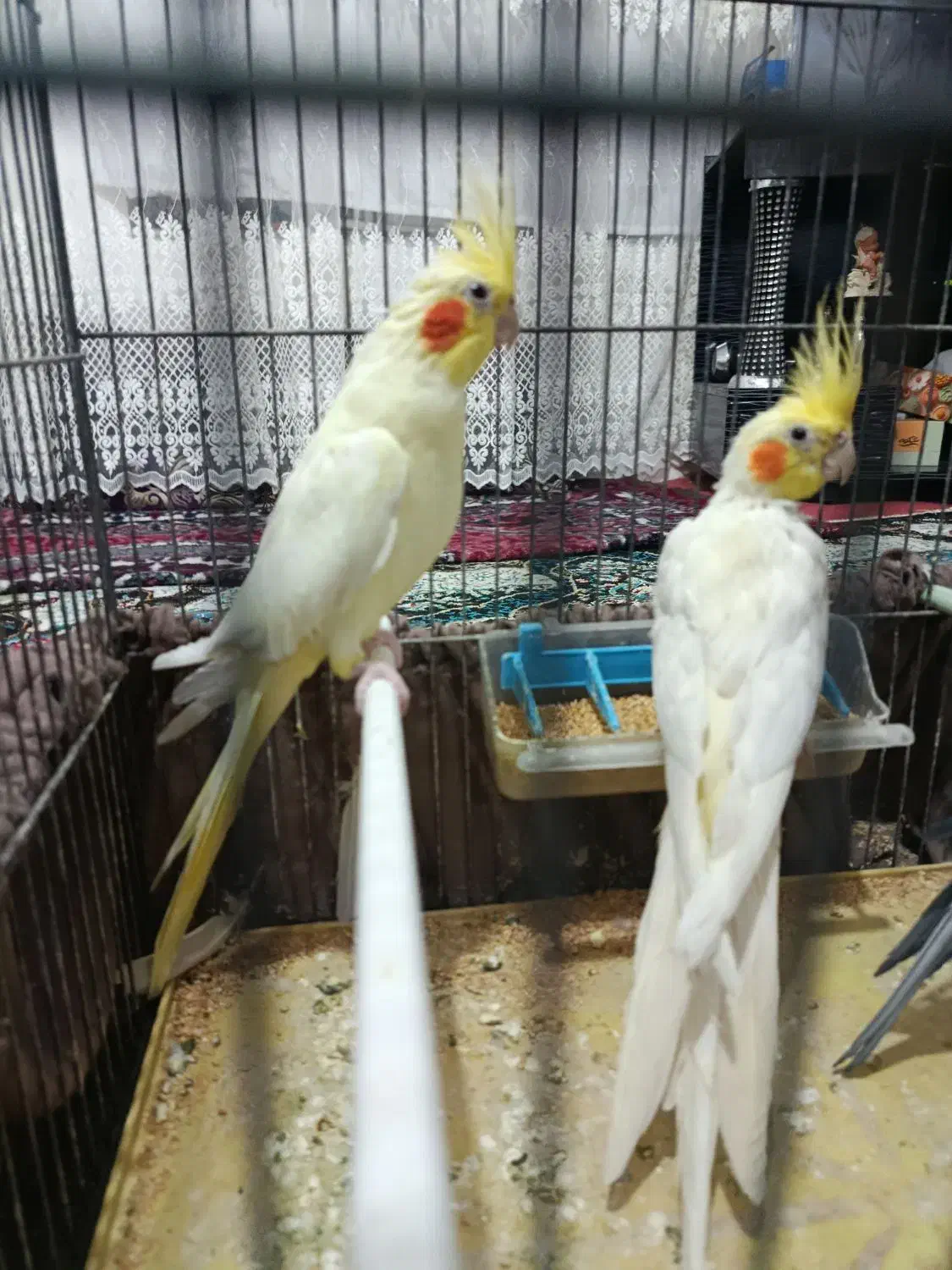 3عدد عروس هلندی|پرنده|اهر, |دیوار