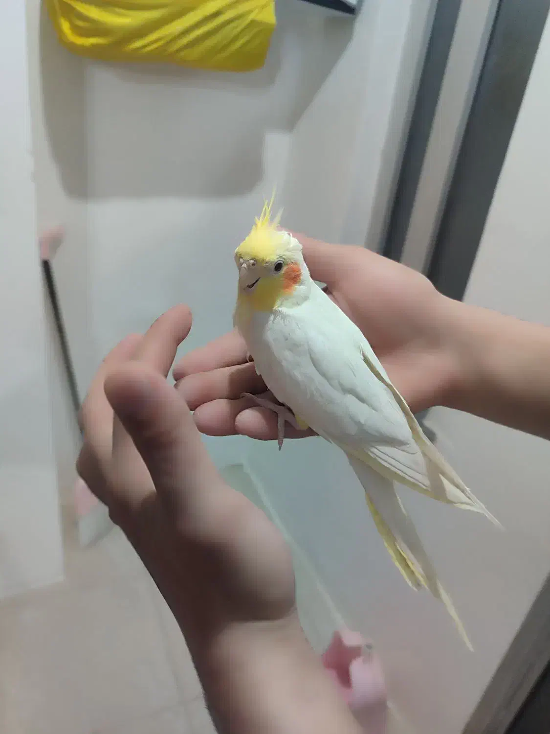 پرنده|پرنده|عنبران, |دیوار