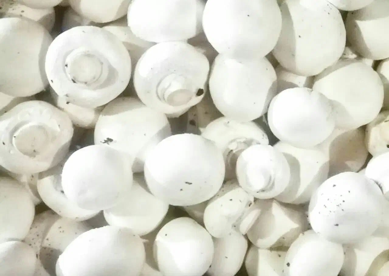 سرمایه گذاری در پرورش قارچ|فعالیت داوطلبانه|آفتاب, |دیوار