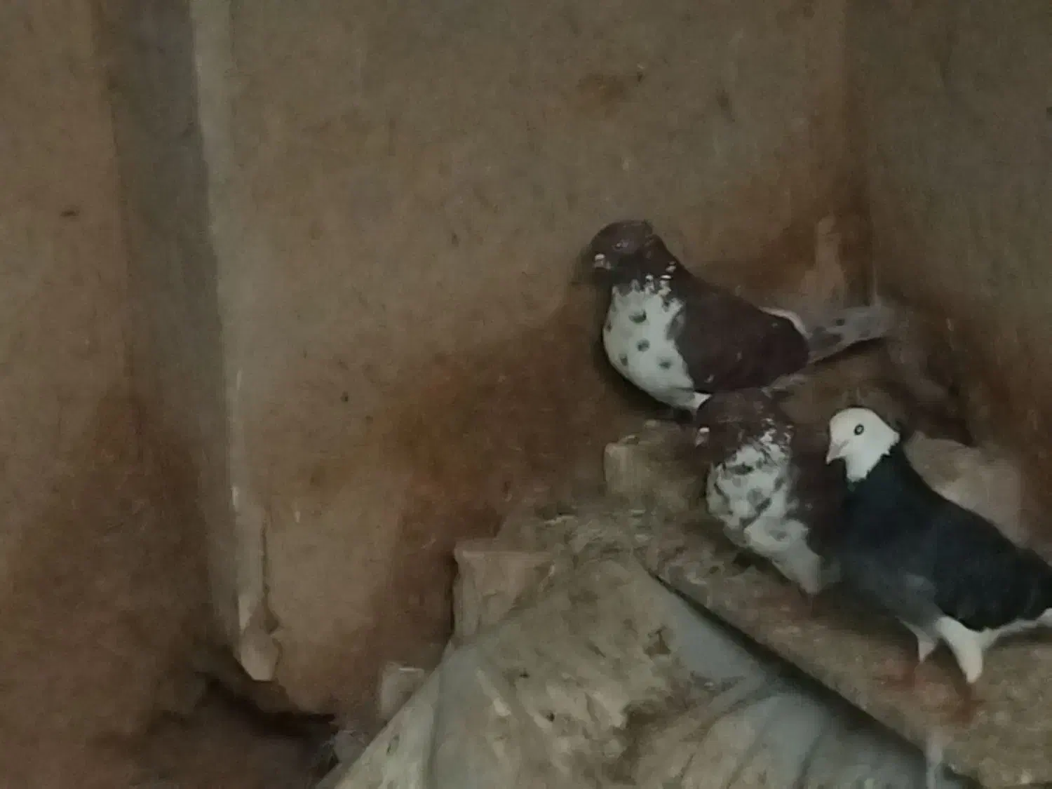 فروش|پرنده|برخوار, |دیوار