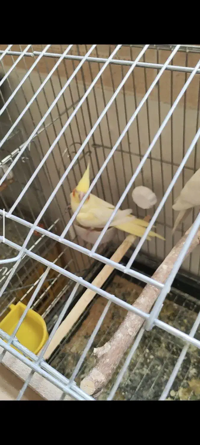 جفت عروس هلندی با جوجه|پرنده|ملایر, |دیوار