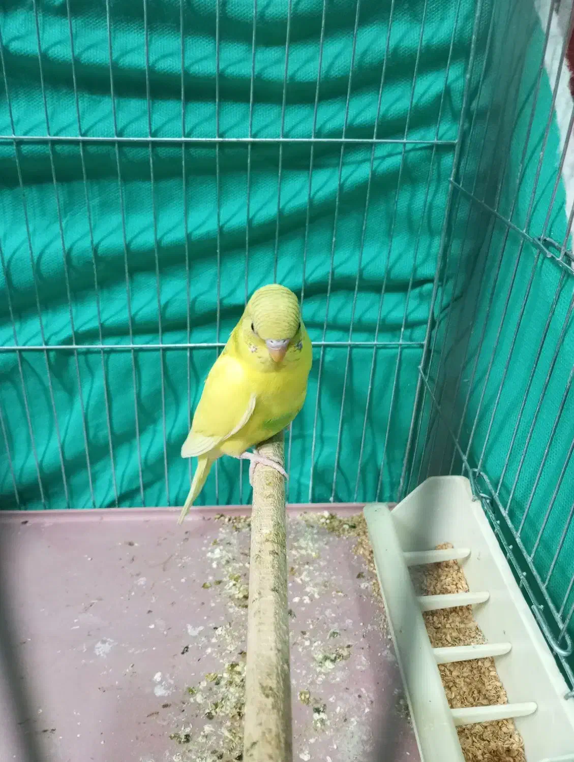 پرنده|پرنده|شیراز, شهرک فرهنگیان|دیوار