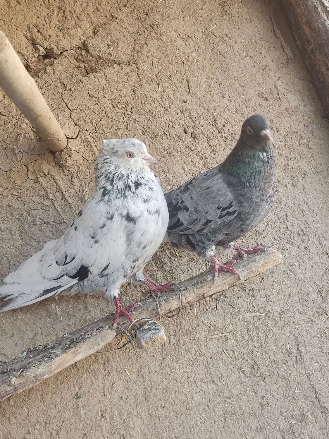 کبوتر|پرنده|اسدآباد, |دیوار