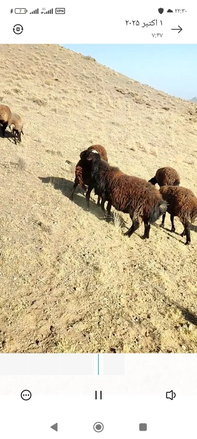 قوچ|حیوانات مزرعه|طاغنکوه, |دیوار