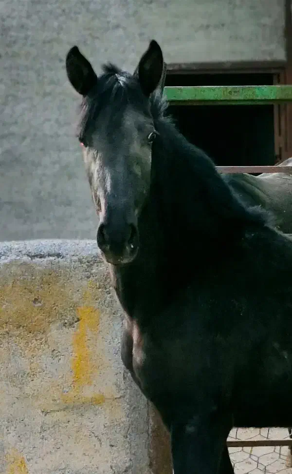 کره مادیان مشکی درجه یک|اسب و تجهیزات اسب‌سواری|فیروزآباد, |دیوار