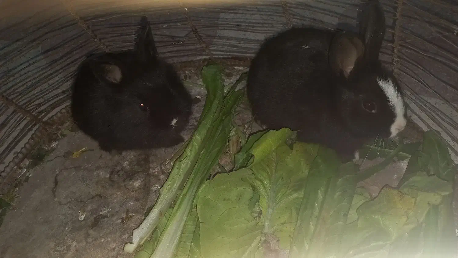 دو عدد بچه خرگوش|موش و خرگوش|کازرون, |دیوار