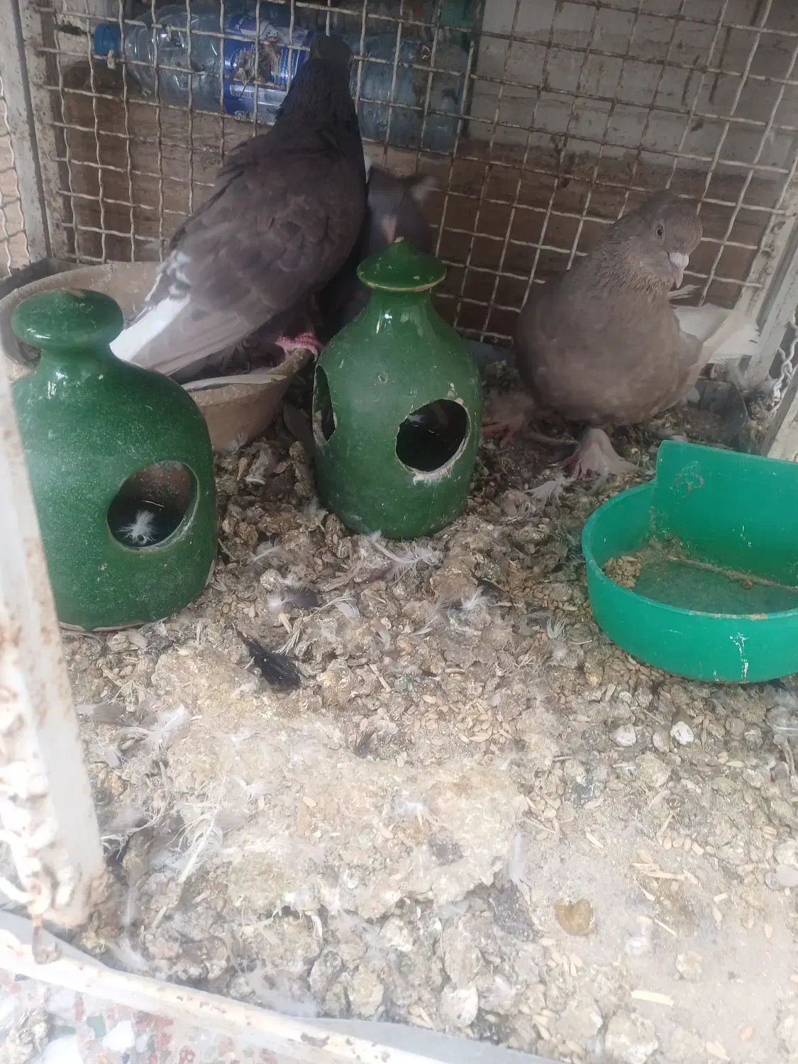 کفتر بهبهانی|پرنده|شیراز, شریفآباد|دیوار