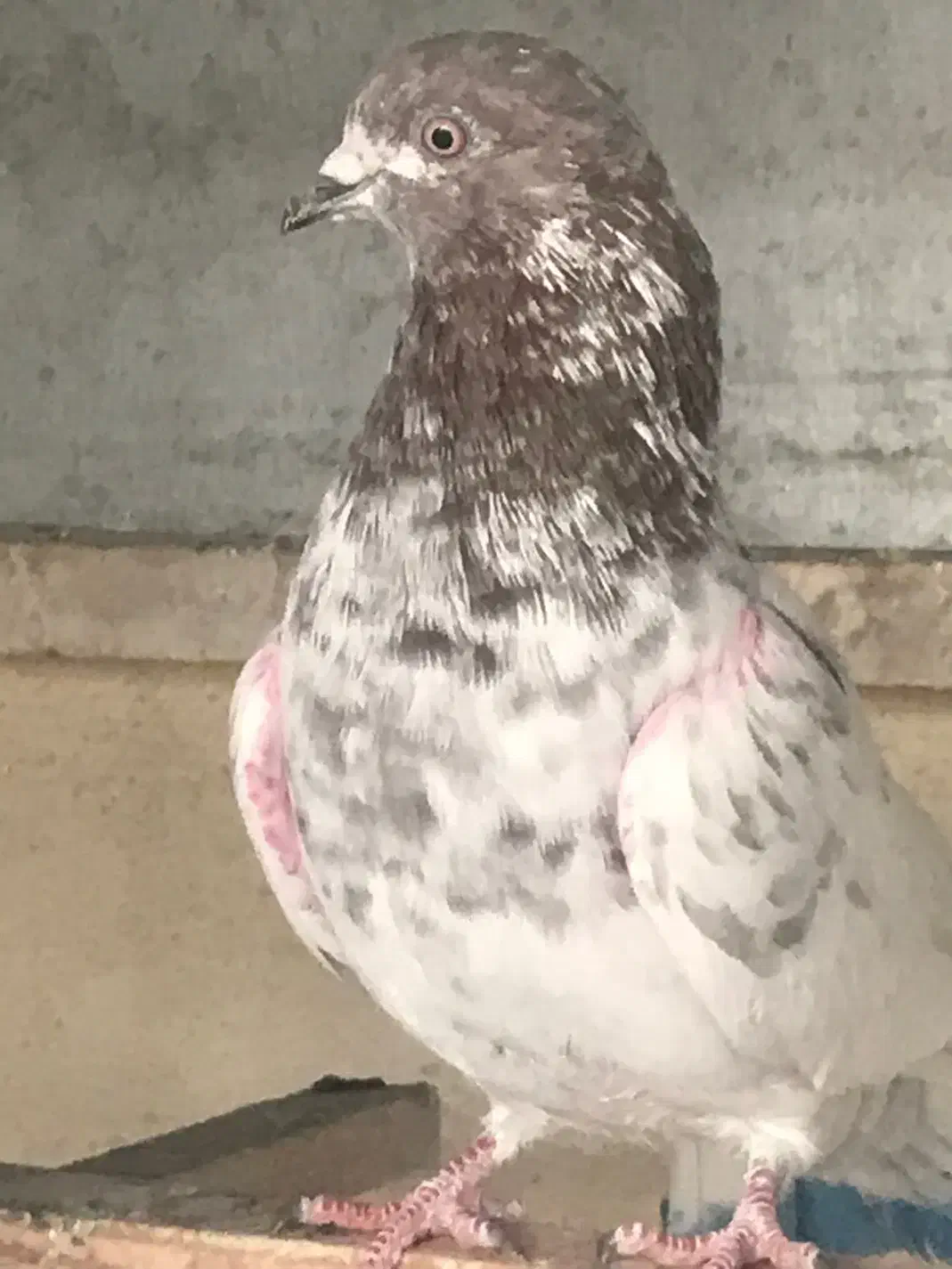 کفتر کوبتر کله دار به شرط کفتر ابلغ سر دست سفید|پرنده|تهران, حشمتیه|دیوار