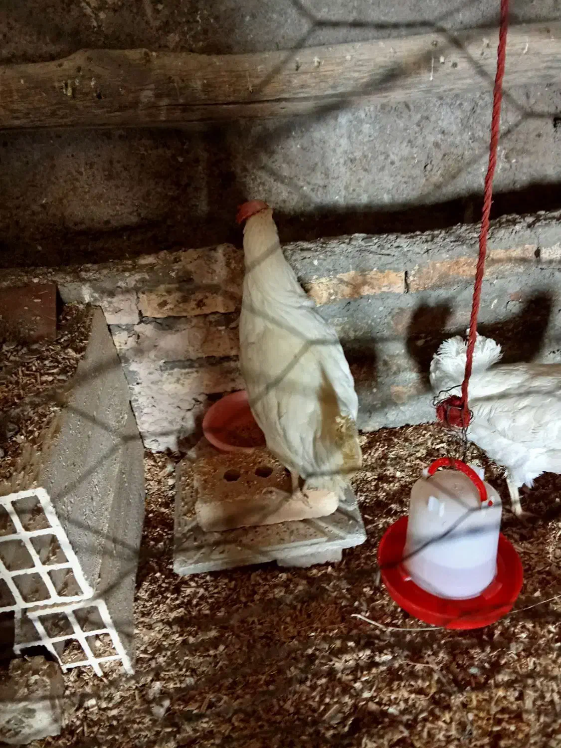 ۶ عدد مرغ سفید|حیوانات مزرعه|ایجرود, |دیوار