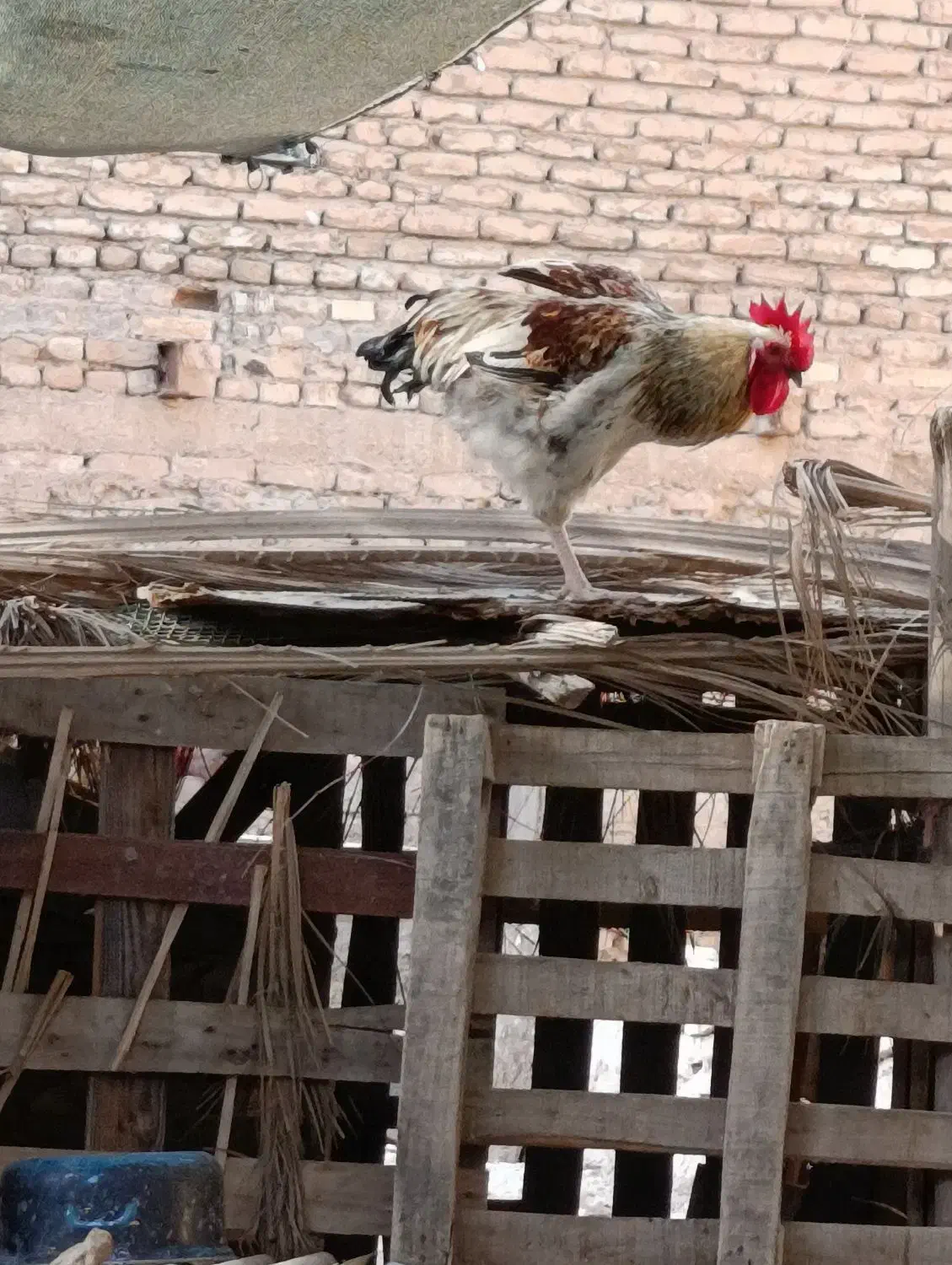 فروش خروس|حیوانات مزرعه|اهواز, نیوساید|دیوار