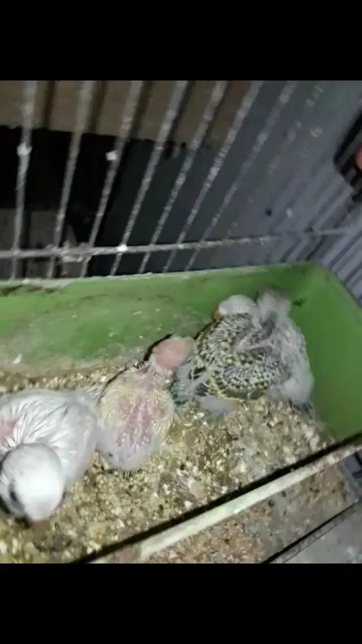 مرغ عشق مولد با جوجه سرلاکی چشم قرمز خونگی سالم|پرنده|قائم‌شهر, |دیوار