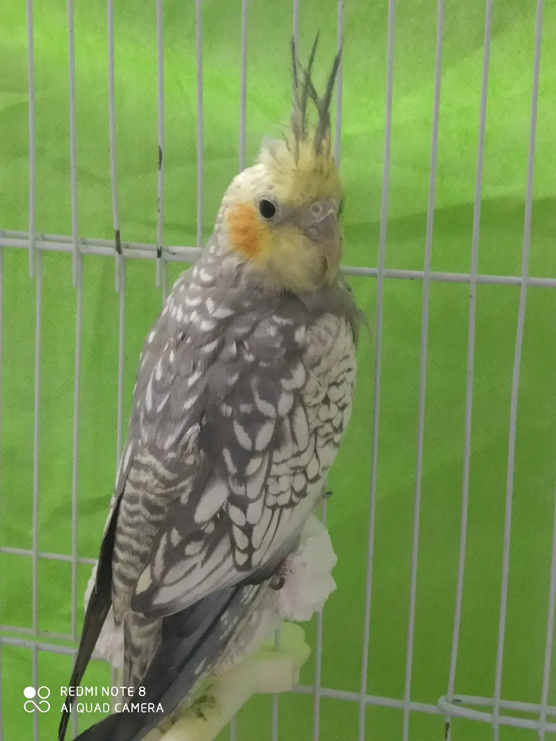 عروس هلندی نر|پرنده|شیروان (خراسان), |دیوار