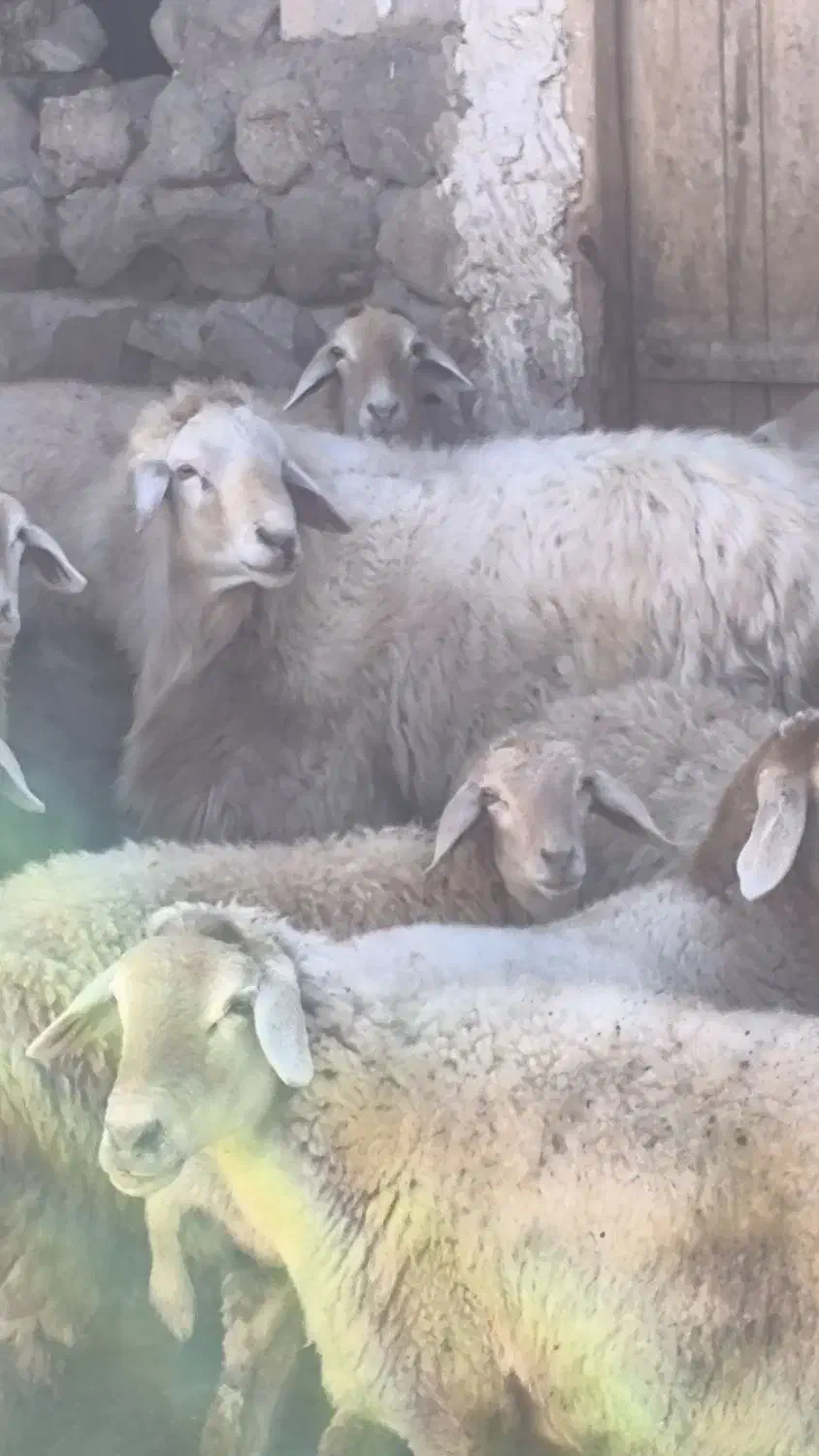 حیوانات|حیوانات مزرعه|مرادلو, |دیوار