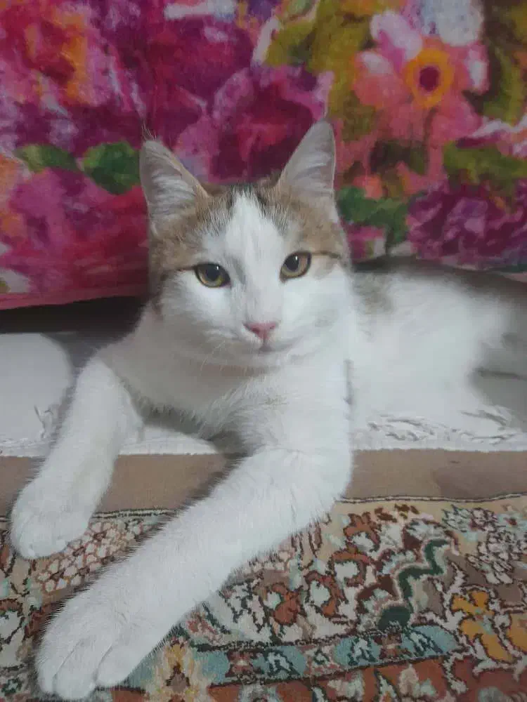 گربه خانگی|گربه|پردیس, فاز ۱۱|دیوار