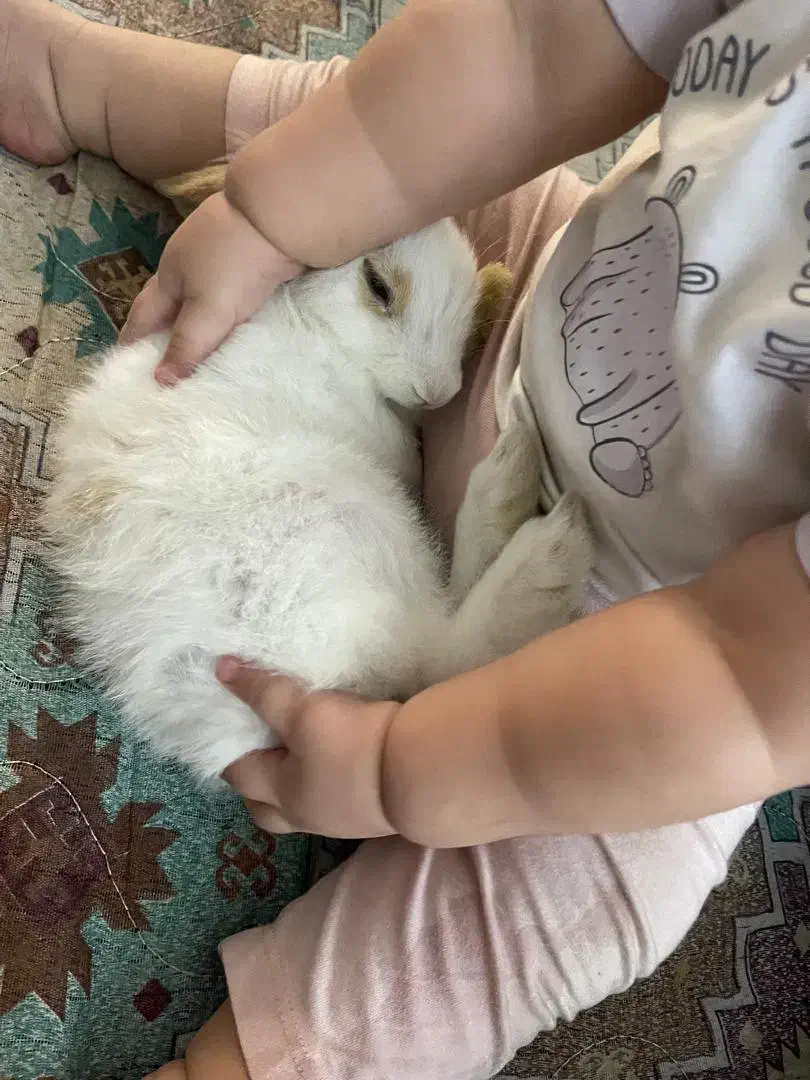 خرگوش دورگه لوپ|موش و خرگوش|مشهد, کشف|دیوار