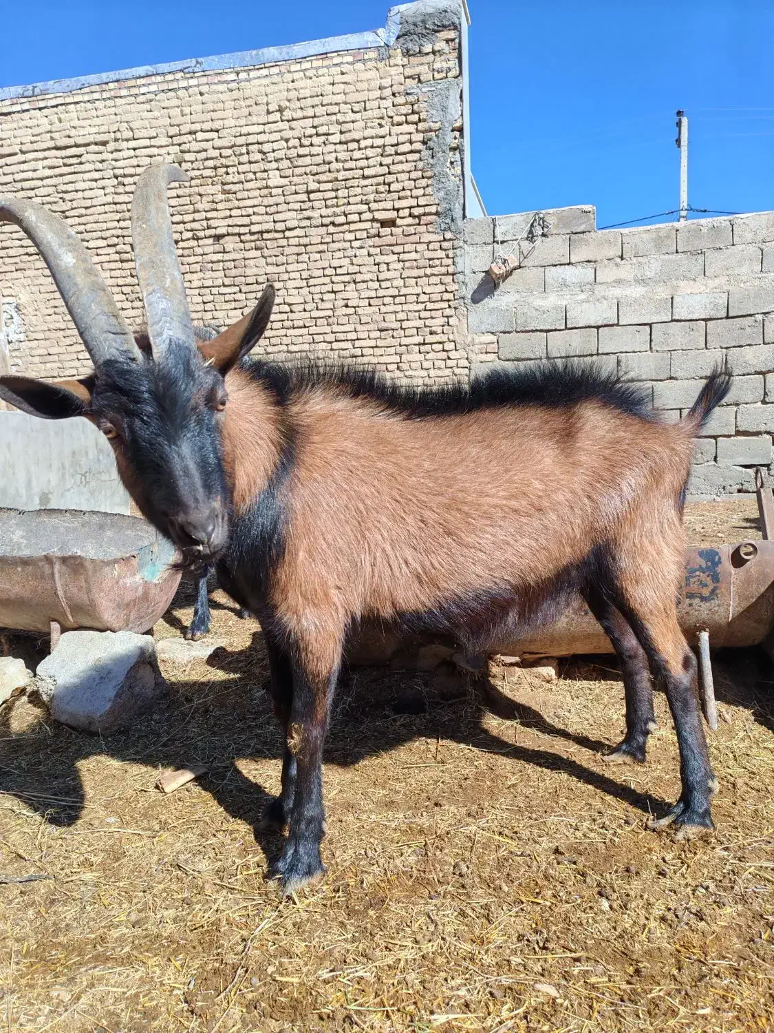 بز آلپاین|حیوانات مزرعه|برخوار, |دیوار