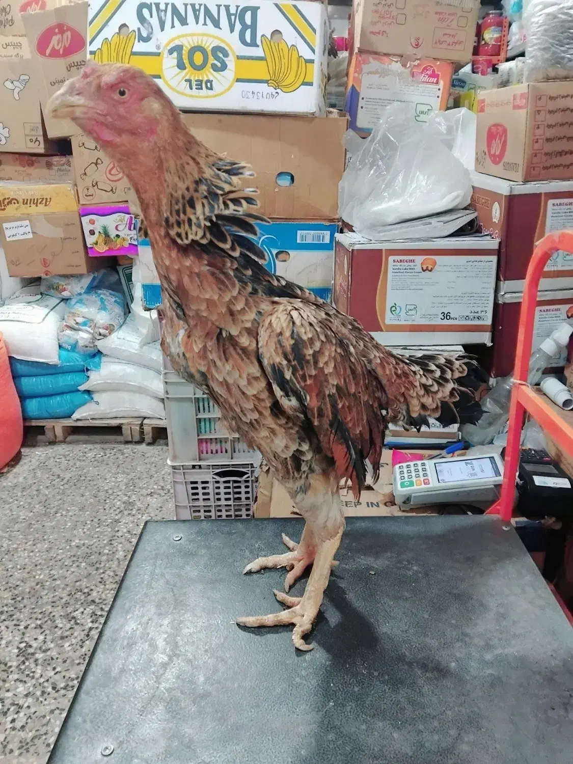 مرغ و خروس لاری|حیوانات مزرعه|قیدار, |دیوار