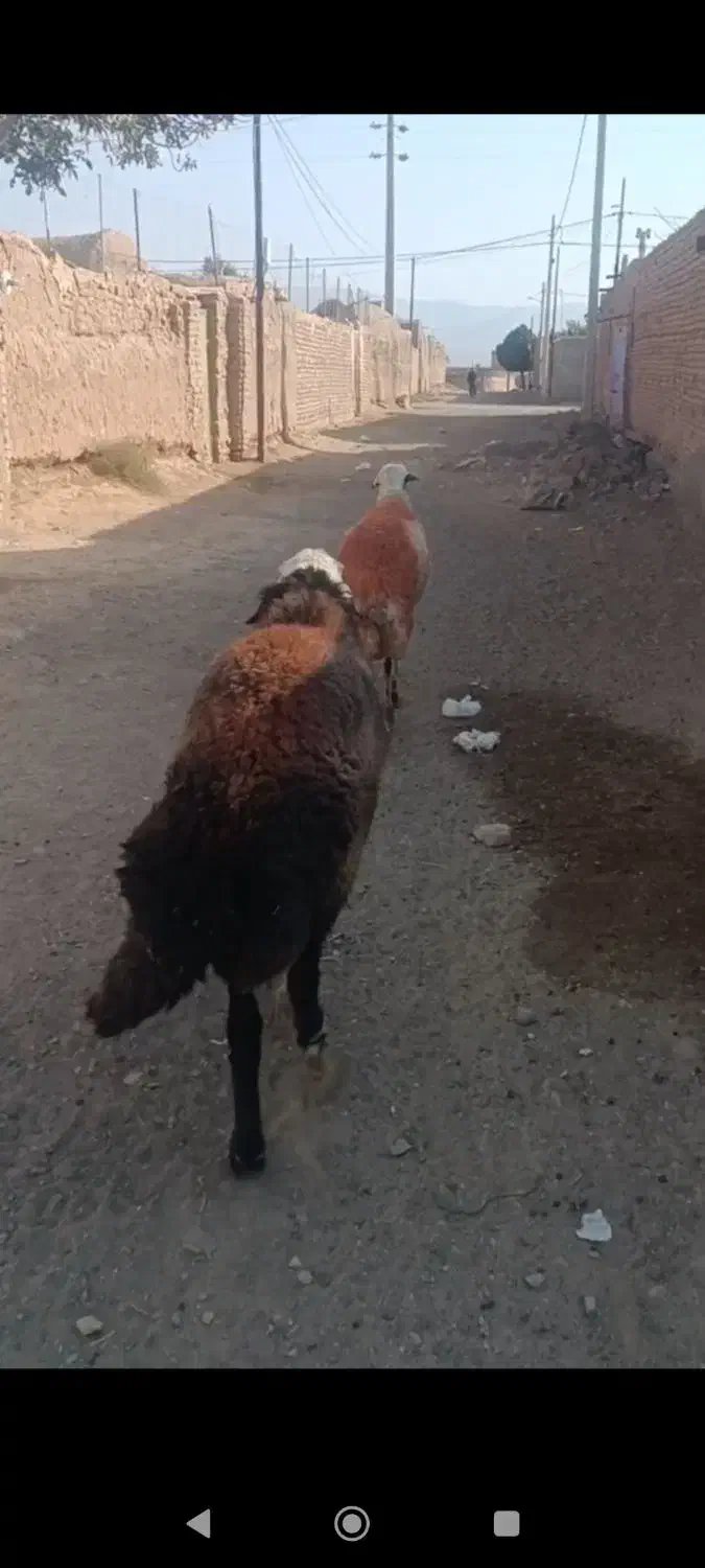 دو راس|حیوانات مزرعه|رشتخوار, |دیوار
