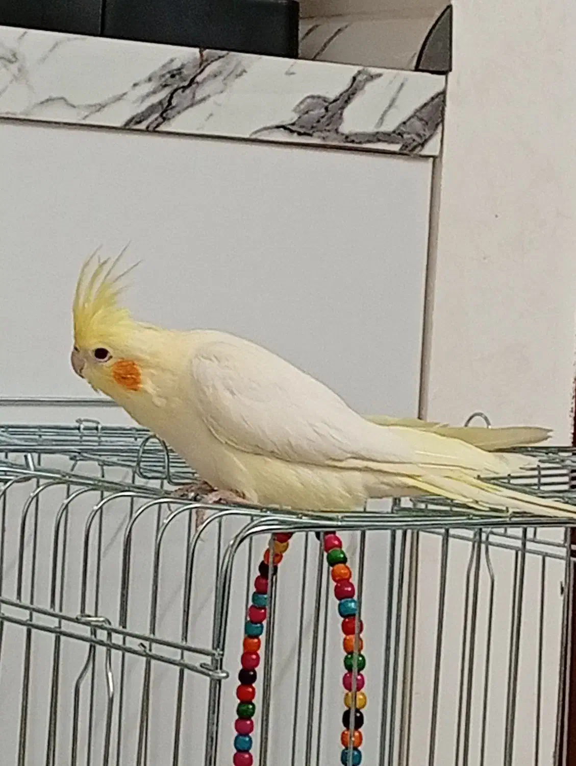 عروس هلندی|پرنده|برخوار, |دیوار