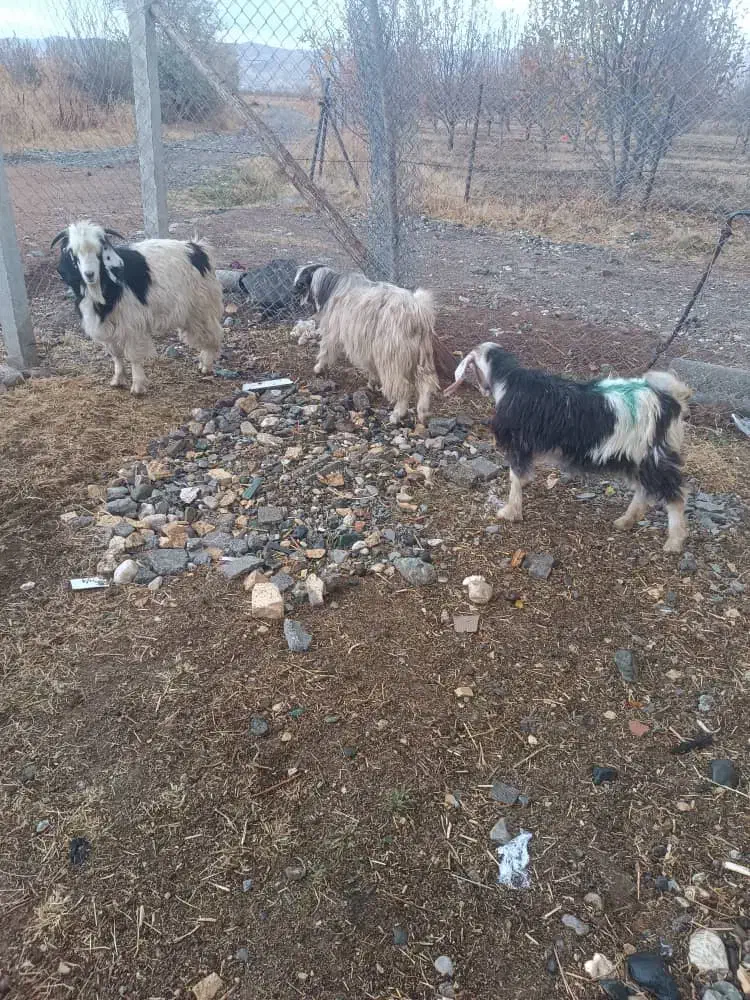 سه عدد بزغاله|حیوانات مزرعه|سیلوانه, |دیوار