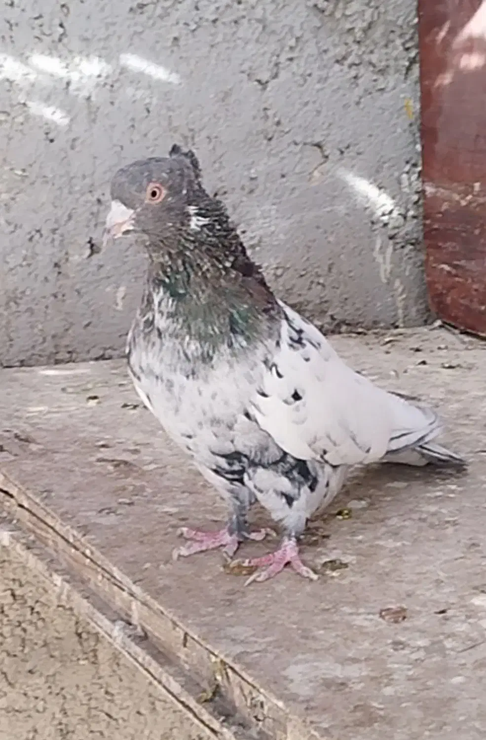 بهبهانی و پلاکی|پرنده|شیراز, شیخ علی چوپان|دیوار