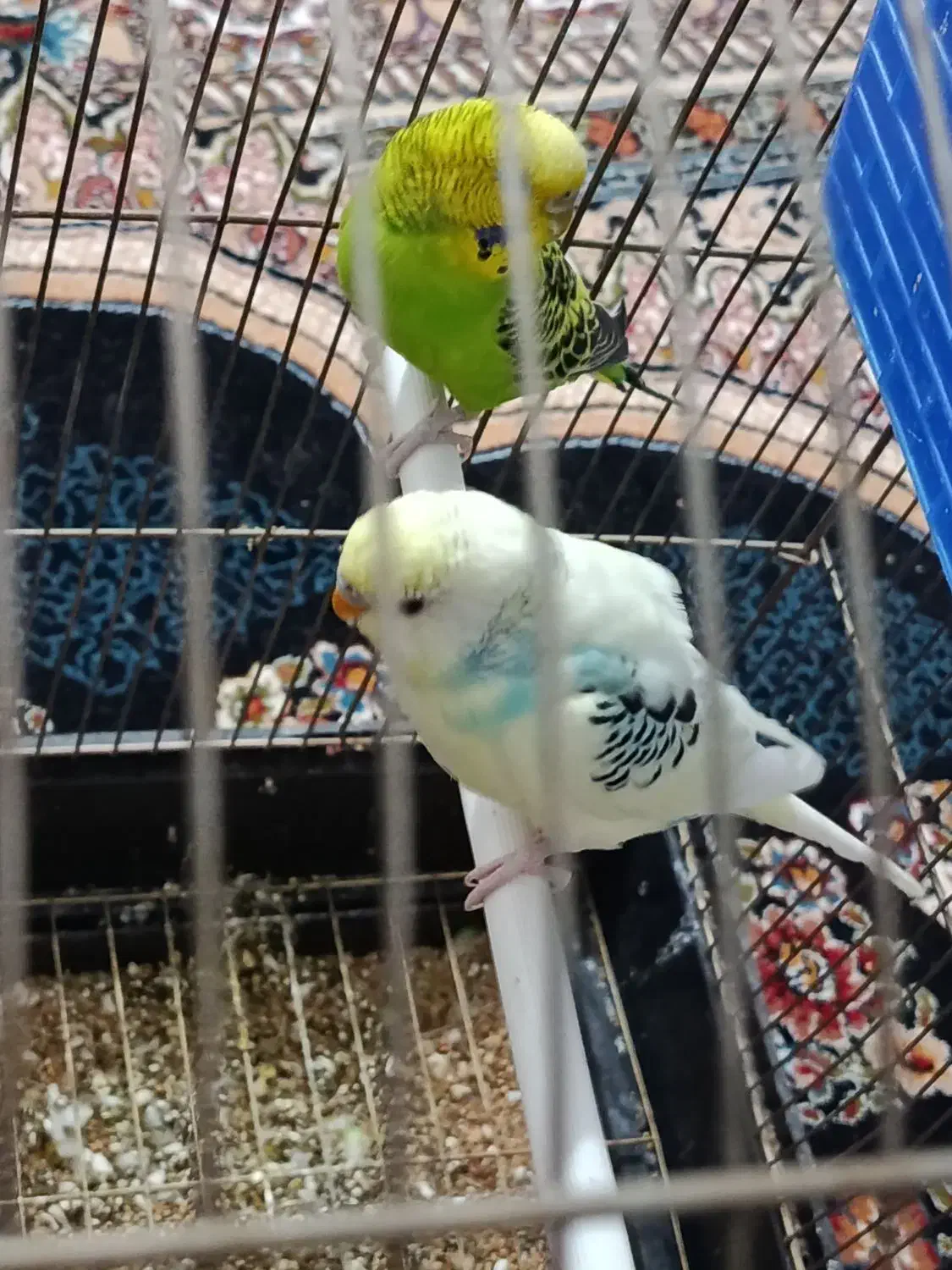 مرغ عشق|پرنده|فریدونشهر, |دیوار