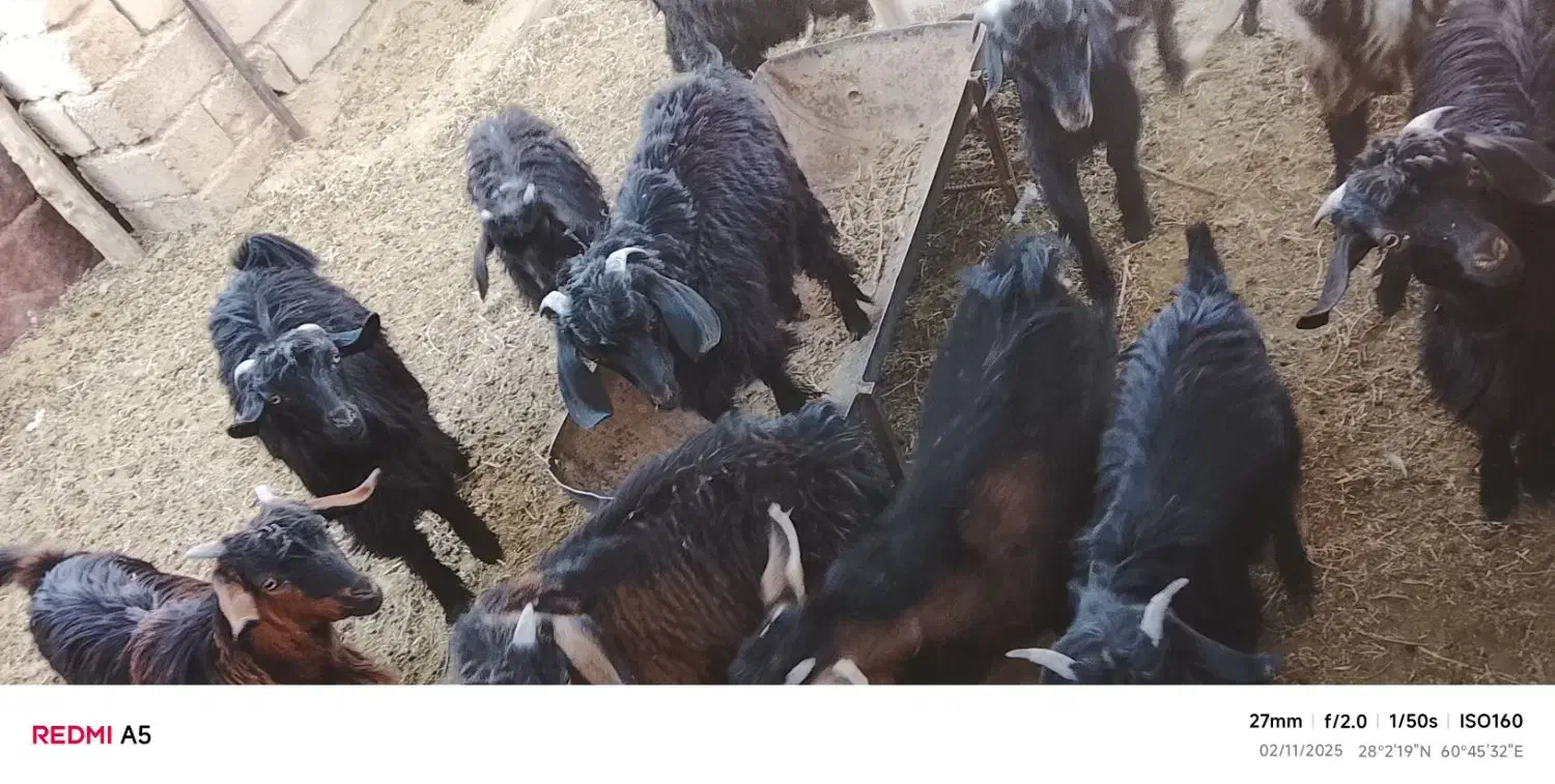 سلام|حیوانات مزرعه|خاش, |دیوار