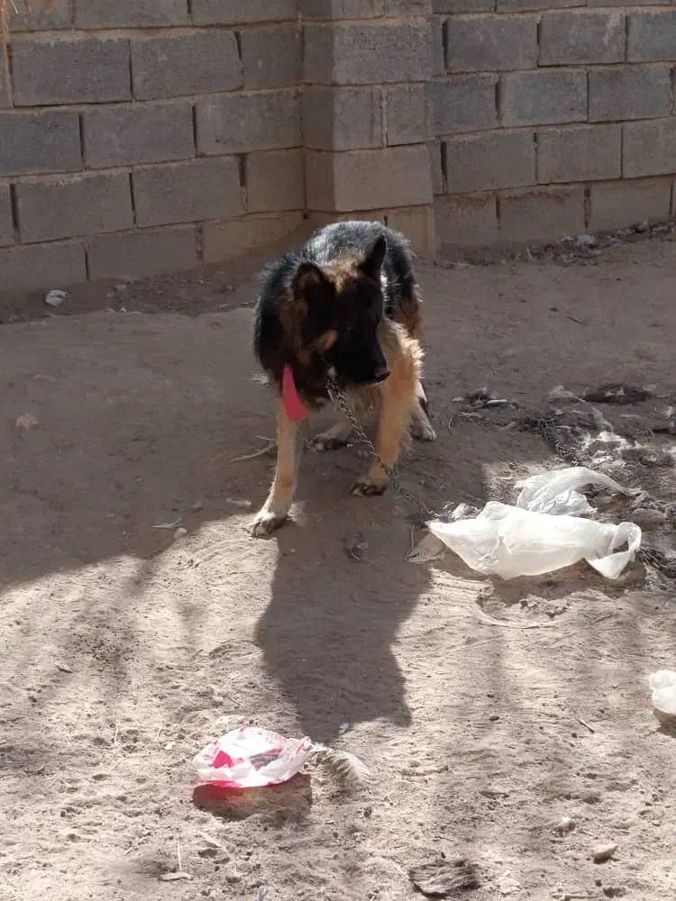 معاوضه|سگ|شیراز, شریف‌آباد|دیوار