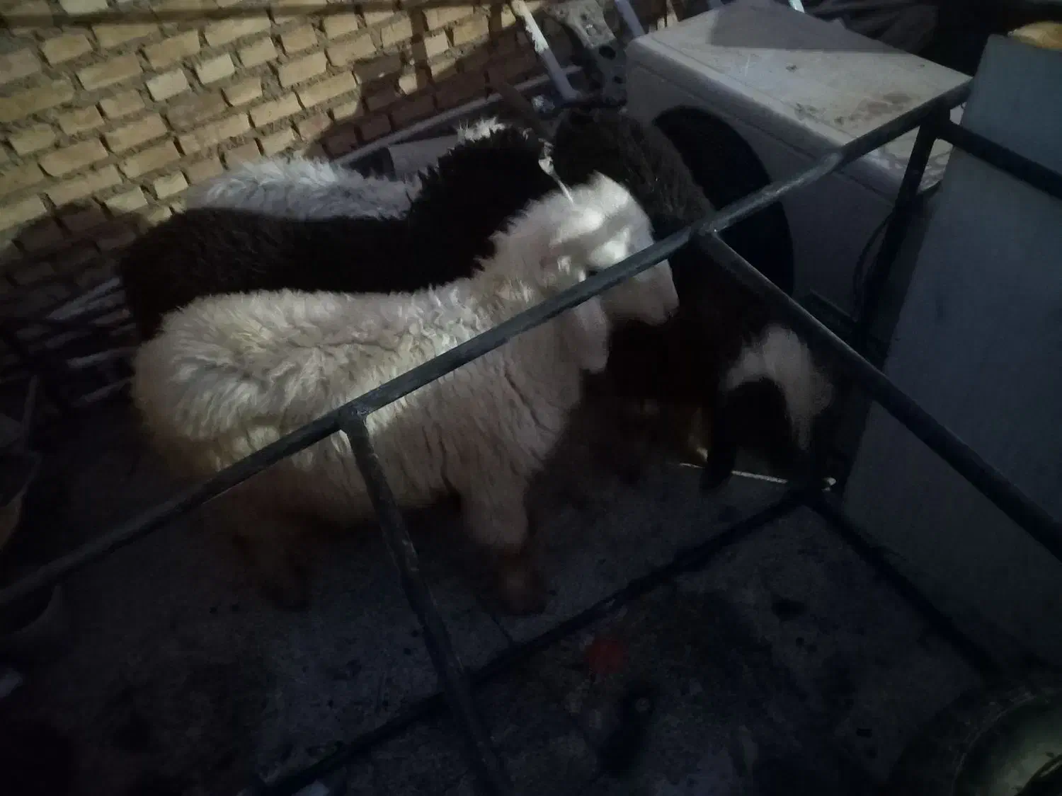 بره شیری|حیوانات مزرعه|مسجد سلیمان, |دیوار