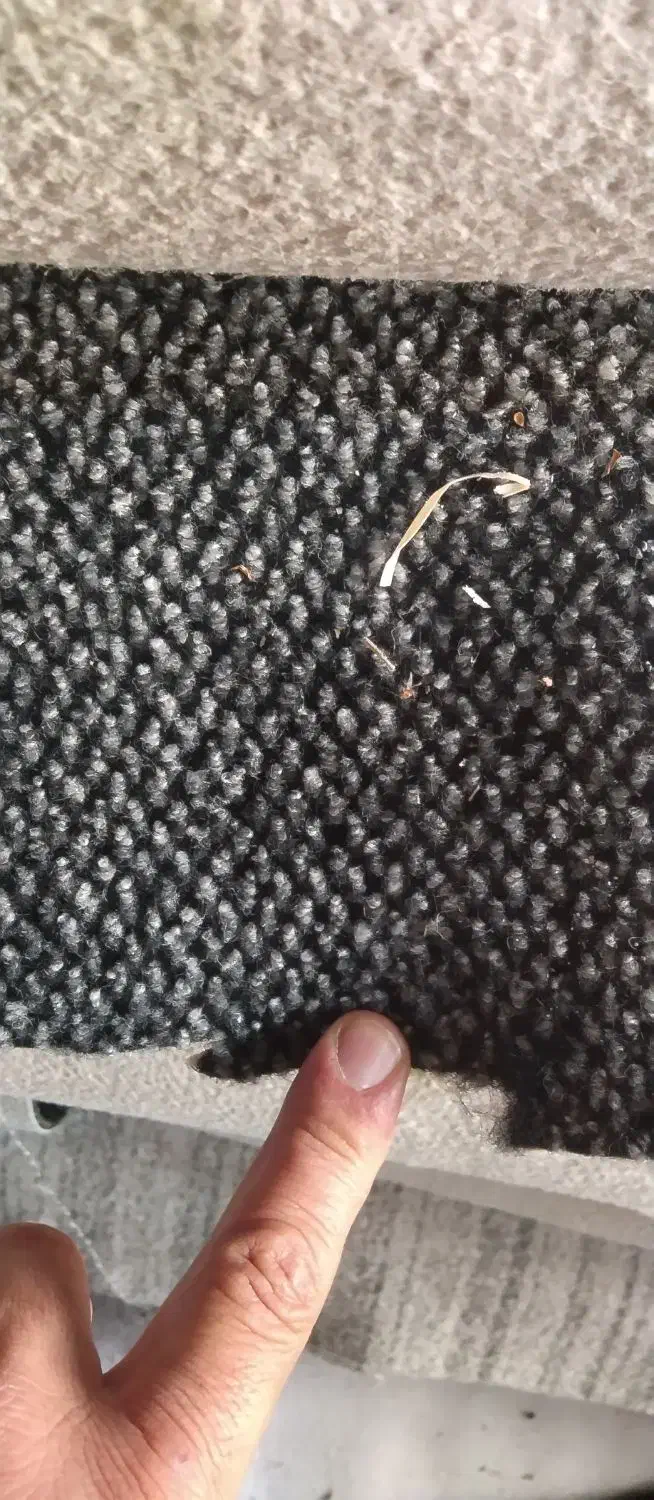 موکت دست دوم پالاز|موکت|آفتاب, |دیوار