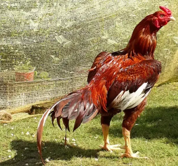 مرغ وخروس محلی برهما لاری|حیوانات مزرعه|چالوس, |دیوار