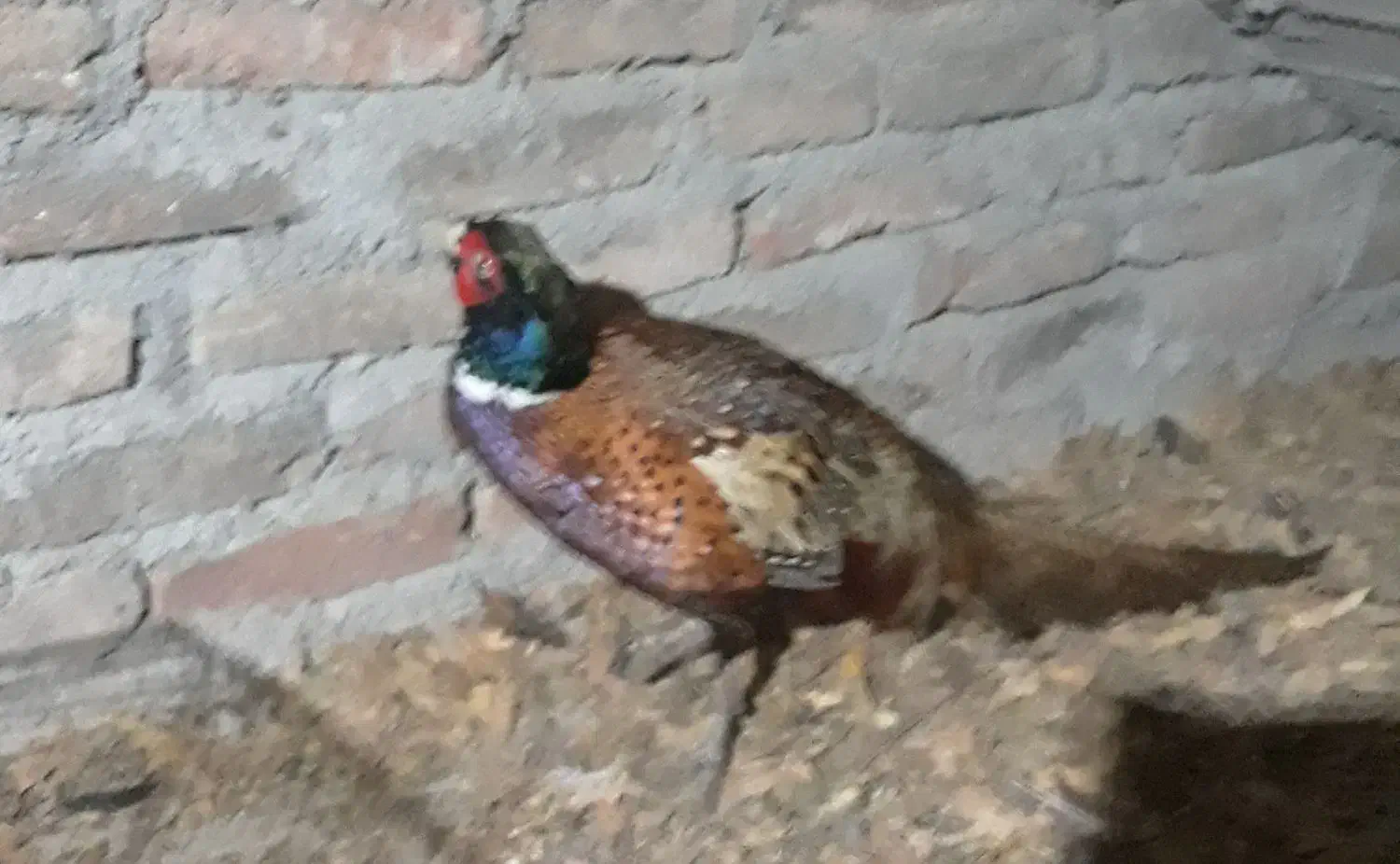 خروس کوشین وخروس امریگایی|حیوانات مزرعه|قائمشهر, |دیوار