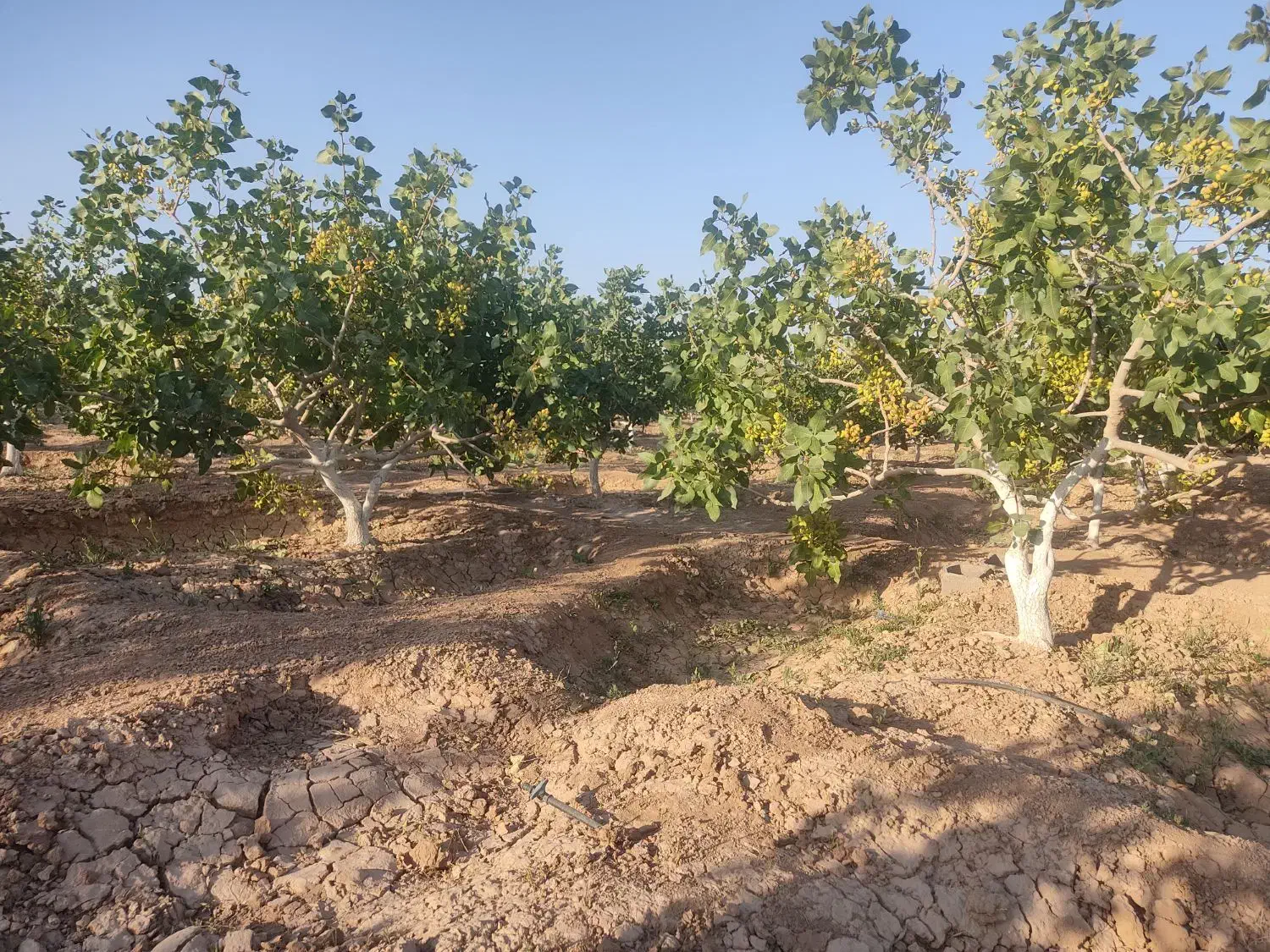 ارقام مختلف نهال پسته ۱ساله و۲ساله|گل و گیاه طبیعی|شاهین‌شهر, گزبرخوار|دیوار