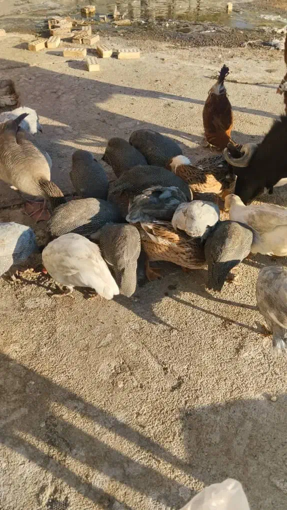 مرغ برهما|حیوانات مزرعه|دوگنبدان, |دیوار