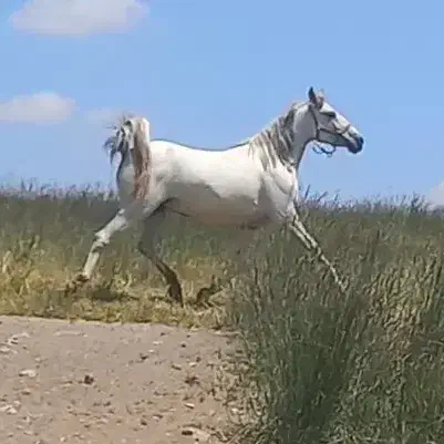 مادیان درهشور|اسب و تجهیزات اسبسواری|شهرکرد, |دیوار